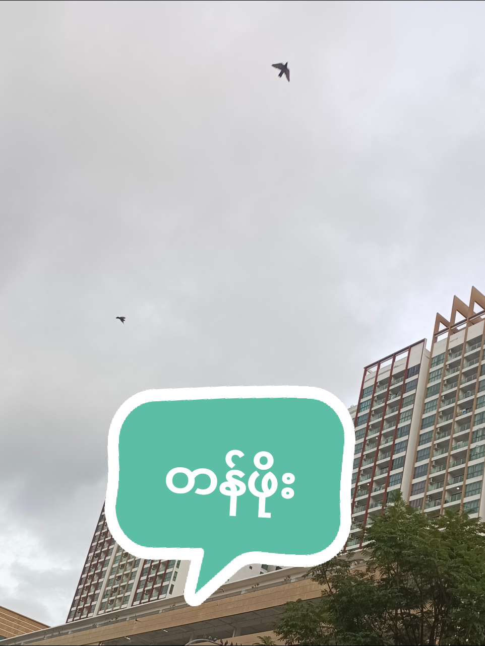 #တိမ်တွေအလှဆုံးအချိန် #တောင်ပေါ်ဇလပ်ပန်းလေး #ချစ်တတ်သူများစုံစည်းရာ😍💓 #စာပေချစ်သူ #🥰🥰🥰🥰❤️❤️❤️ 