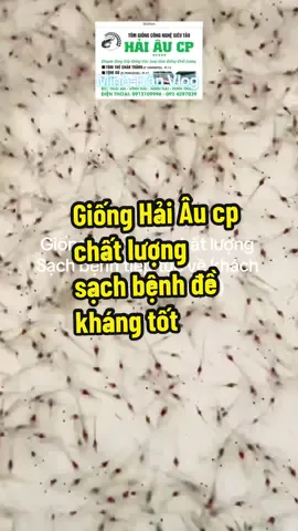Giống Hải Âu cp chất lượng cao sạch bệnh tiếp tục về khách miền Tây #minhtranvlog #gionghaiaucp #bodoiganruot #namdongtien #khoándinhduong 