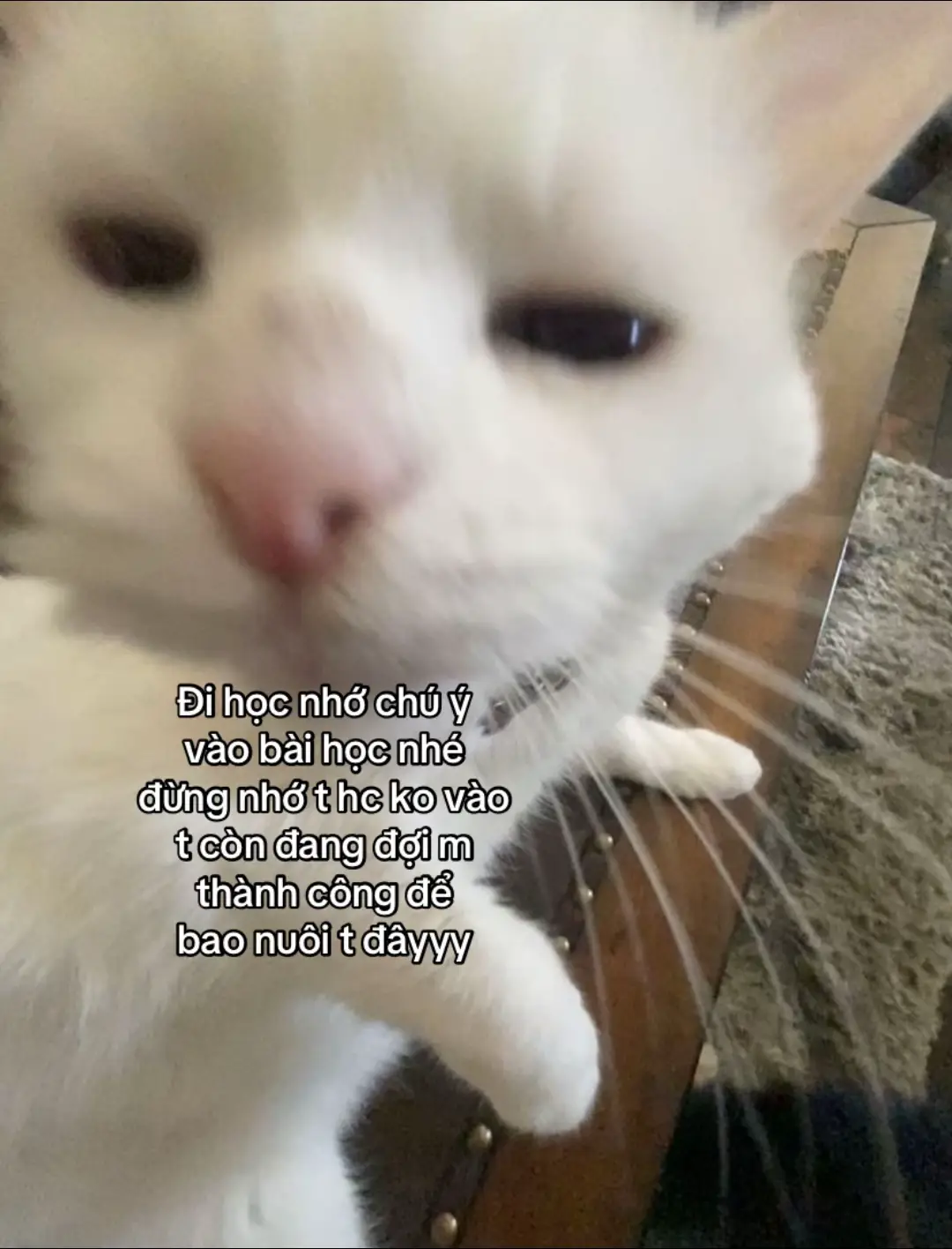 #xhuongtiktok #xhuonggggg🐰 #ilovetiktok #xhuongtiktok #xhuonggggg🐰 