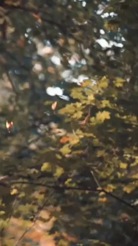 #CapCut #feliz#Motivacional #tudopassa #LIVEIncentiveProgram 