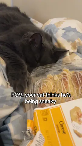 moving all slow for what? I see you 👀 #catsoftiktok 