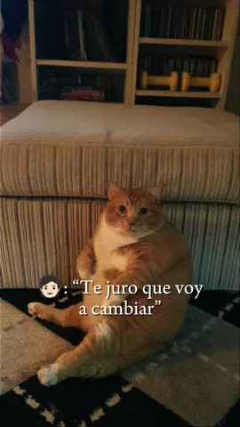 #CapCut #fyp #parati #gatos #hola 