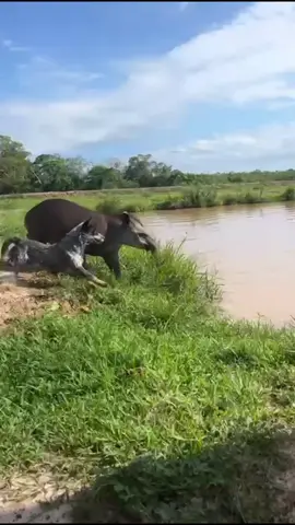 Mi Thiago❤️ #mascotastiktok #beni #trinidad #fyp 