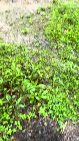 Siihh#fypシ゚viral #fypシ゚viral🖤tiktok #fypageシ 