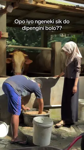 😊 #peternakmuda  #sobatngaret #sobatngaritnusantara 