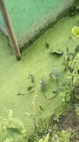 #mientaysongnuoc #foryoupage #lenxuhuong 