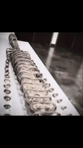 CIOCOLLTA ☠️ || Ciocollata HAD to go || fully deserved the 7 paged muda || TAGS : #foryou #KANGO #jjba #peak #goldenwind 