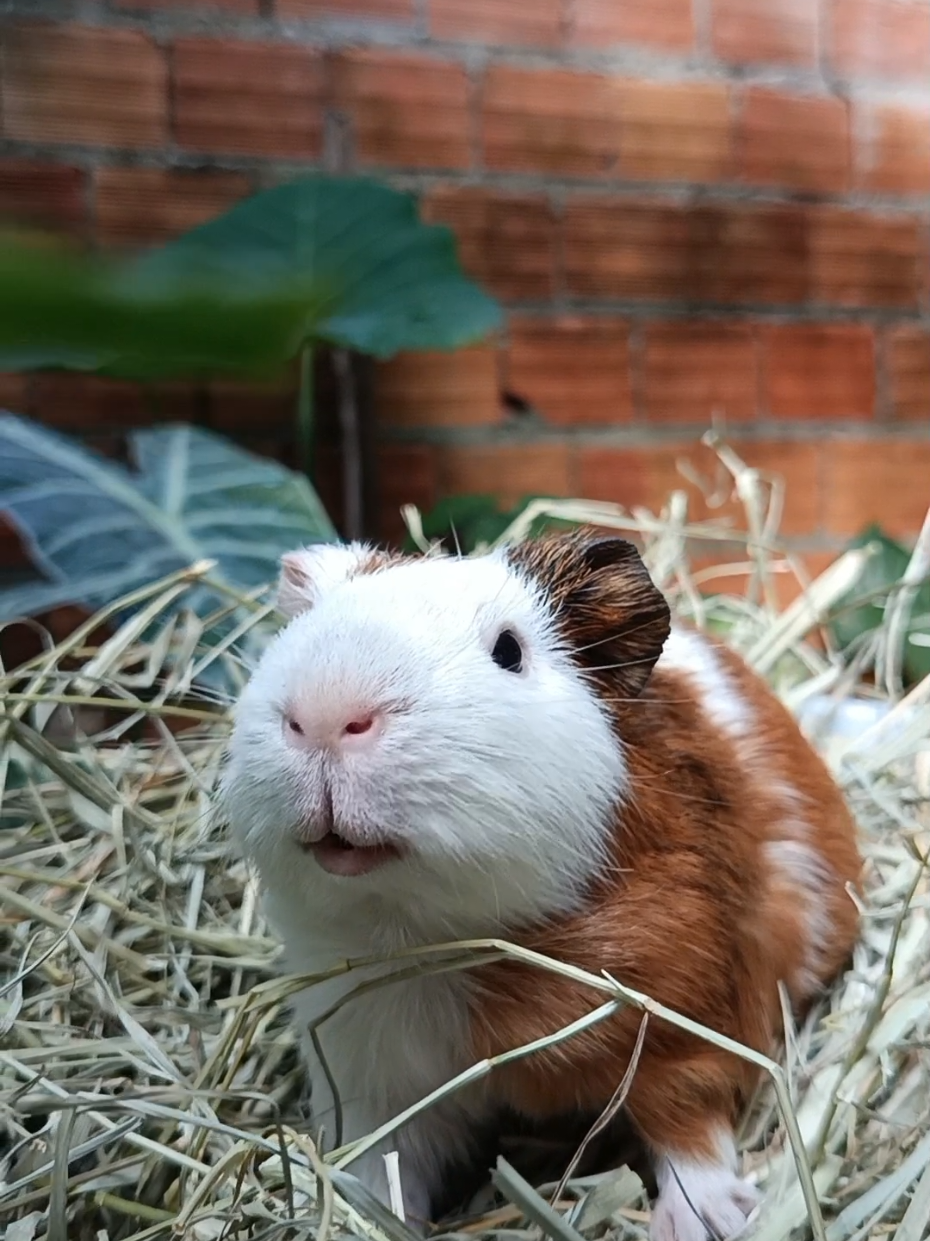 Bary no feno, muita fofura 💙 #fofura #guineapig #porquinhosdaíndia #porquinhosdaindia #feno 