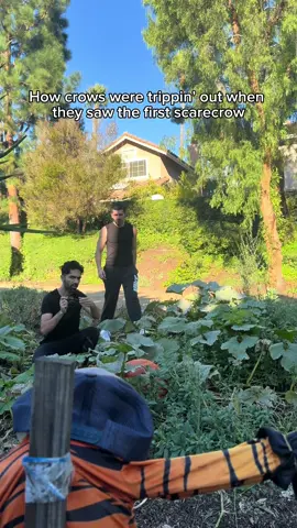 How crows were trippin’ out when they saw the first scarecrow. #fyp #humor #joke 