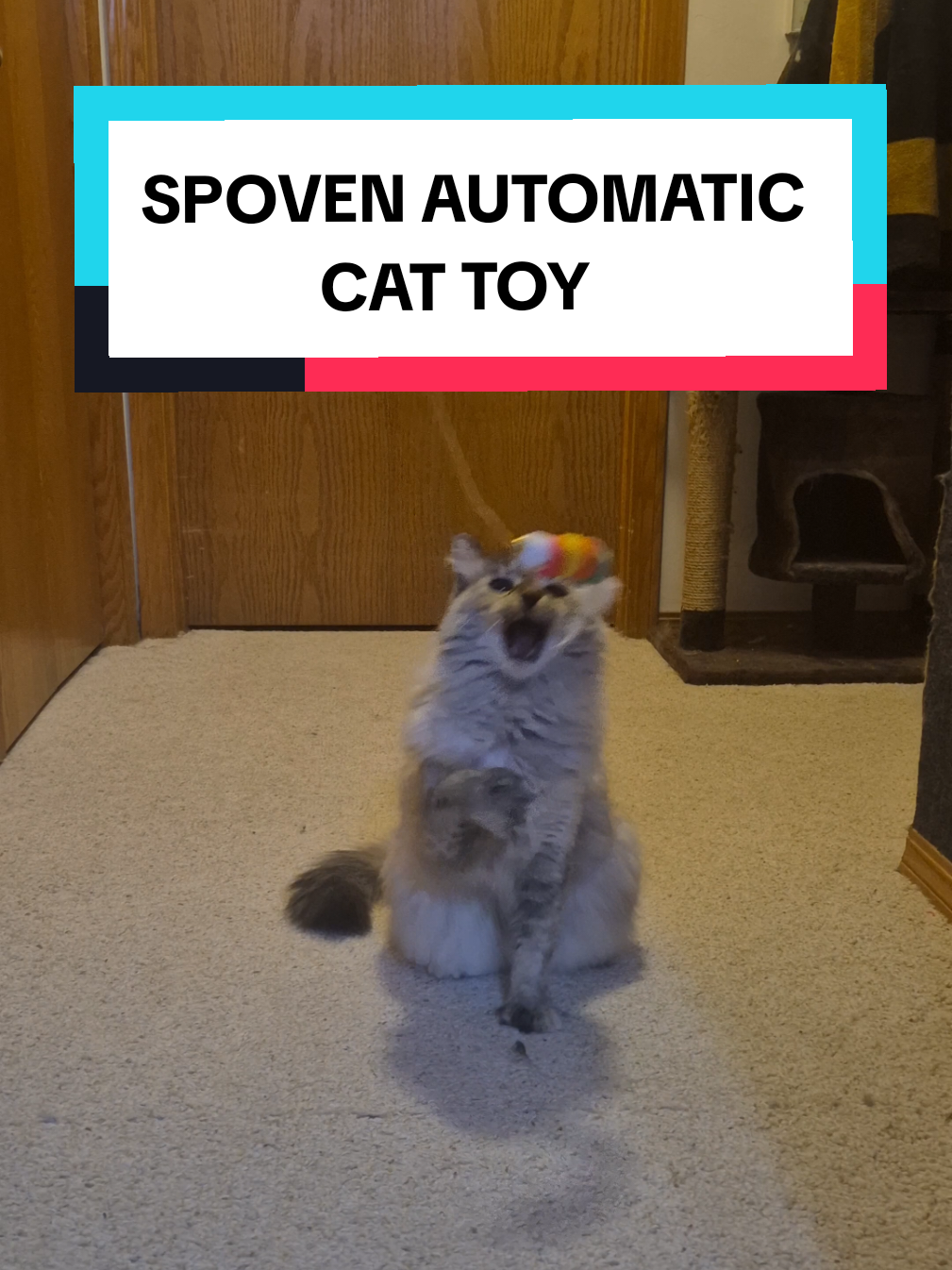 Snowball loves it every time I turn this toy on for her, she gets to chew and jump around while I relax and watch.  #cattoys #catsoftiktok #snowball #catlover 