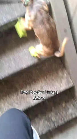 Listen to the cute pitter patter footsteps!! #dogshoes #pets #snowshoe #protection #tiktokshopblackfriday 