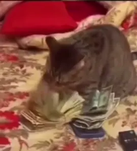 This cat got motion 💸 (song: ilyTOMMY - sick & tired 3) #ilytommy #hoodtrap #catsoftiktok #moneytok #tiktok 