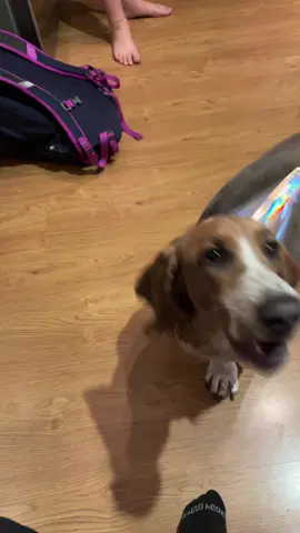 Happy 1st birthday Basshole! Love you! #ashtonthebasset #bassholechronicles #bassethoundsoftiktok 