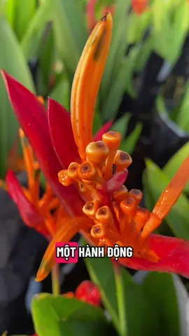 #caunoihay #binhan #binhyen #flypシ 