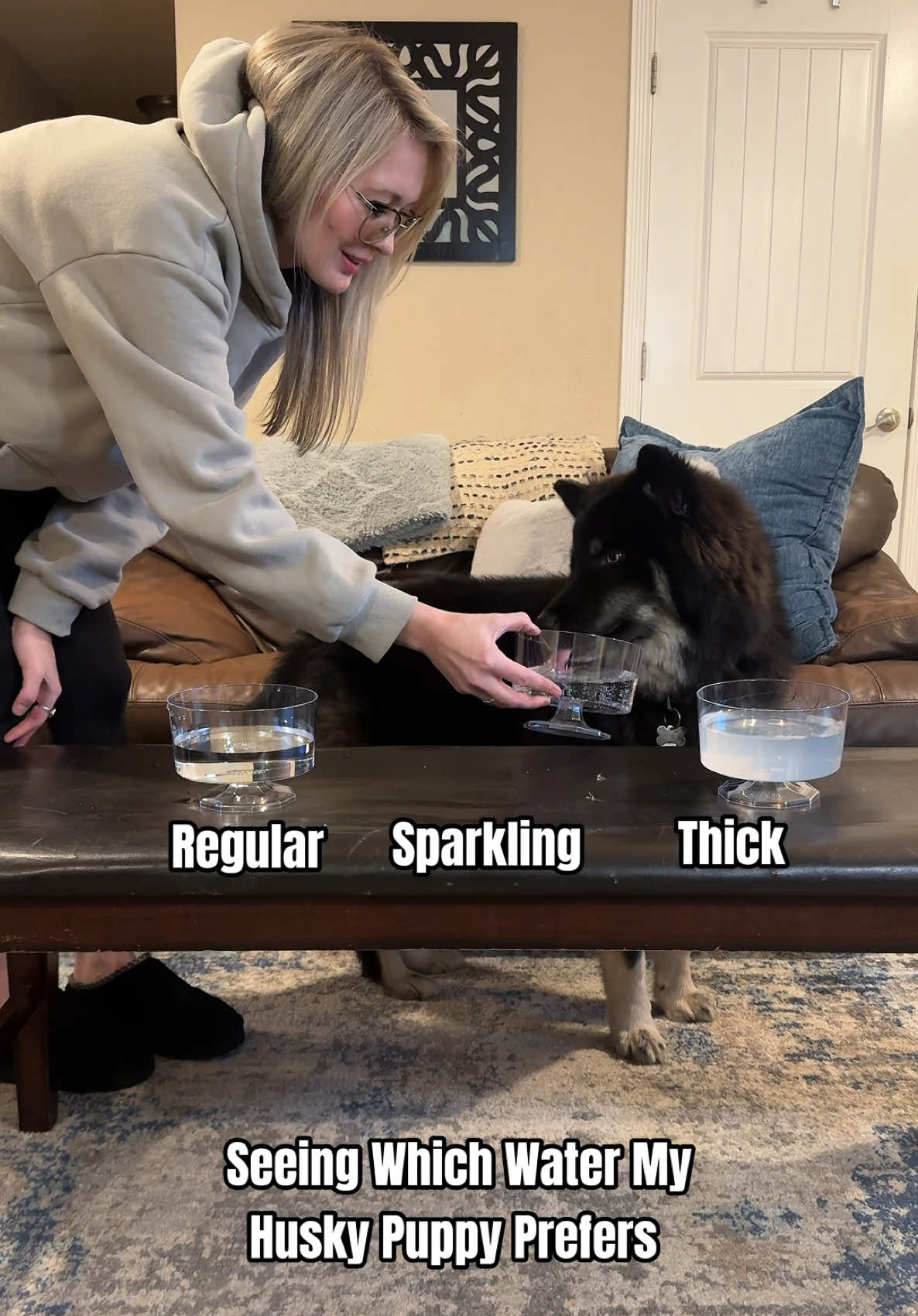 Which water will my puppy pick?! Wait til the end to see his reaction to my shenanigans 🤣🤣 IB: @The Husky Fam  #funnydogs #huskies #dog #water #experiment 