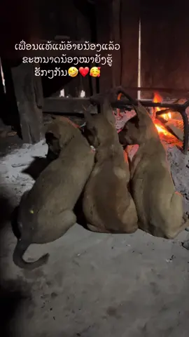 #ອ້າຍດໍາ ນາຮັກຈັງນ້ອງໝາ😆😆🥰🌹