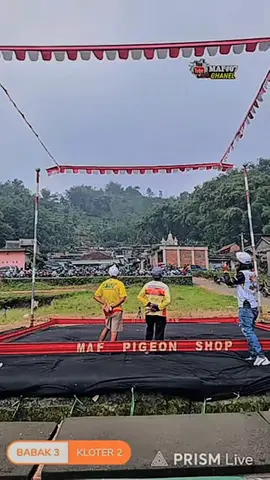 alhamdulillah lapak wtg tumpang petarangan Samosir p6 d bagi 12 burung karena cuaca #koreapigeonschool #sekolahmerpatimasakini 