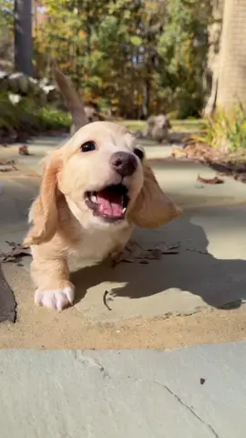 A perfect fall day for tiny paws and crunchy leaves 🐾🍂