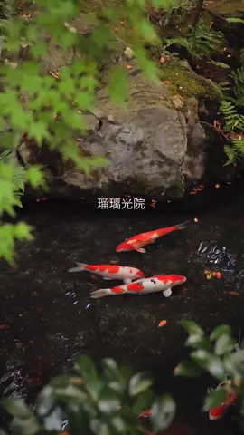 秋の特別拝観 瑠璃光院に行って来ました🍁 昔と違い、小刻みに予約制で人数制限をしているので、少し落ち着きはないですが、人で溢れかえるようなことはなくこれはこれでよいのかと思いました。 まだまだ見頃は続きそうです🍁🍂✨ 2025.11.22撮影 瑠璃光院 秋の特別拝観 拝観期間：2025年10月1日（水）～2025年12月14 日（日） 拝観時間：10時～17時（16時30分受付終了） ： ※11月8日（土）〜12月7日（日）は予約制となり拝観時間が異なります。ご注意ください。 拝観料金：お一人様 2,000円（中高生は学生証提 示にて1,000円） 休館日： 特別拝観期間中の休館日はございません。 ［ご予約について］ 11月8日（土）～12月7日（日）は予約制となります。 #kyoto #loves_kyoto #瑠璃光院