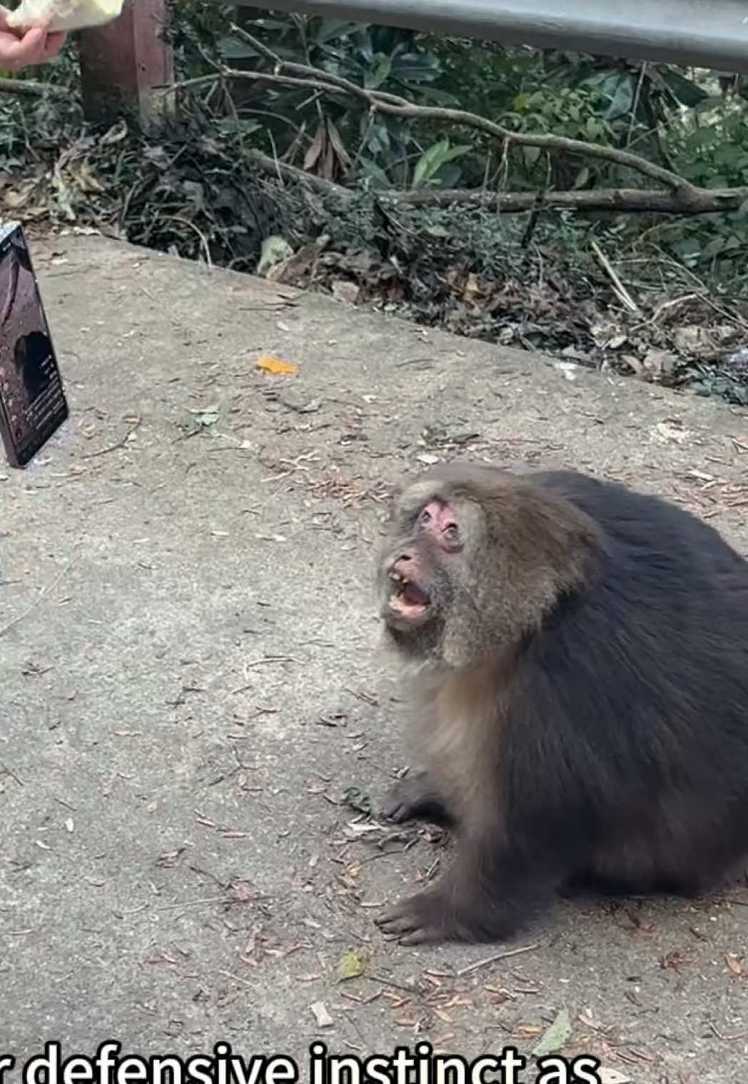 Don't get too close to her when feeding her. #monkey #animal #cute #funny #fyp