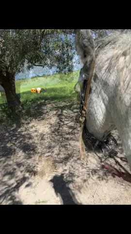 #musica #caballos #campo #canciones #😍 