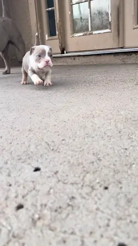 buddy thinks she tuff 🤫 #americanbully #dogtok #mzbullies602 #phx #microbully 