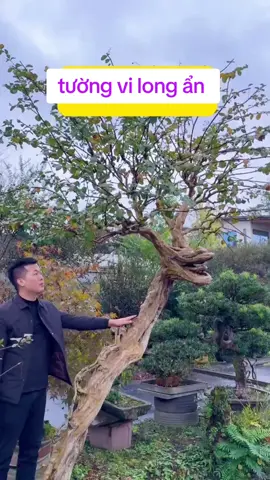 long ẩn #caycanh #bonsai 