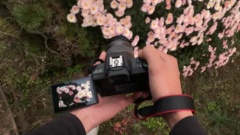 Canon m50📸#chupanh #canon #nhatban🇯🇵 