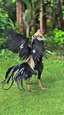 Leonis hadir temen temen🤩#fantasticfarm #ayambangkok #bkselatan #ayambangkoksuper #ayambangkokindinesia 