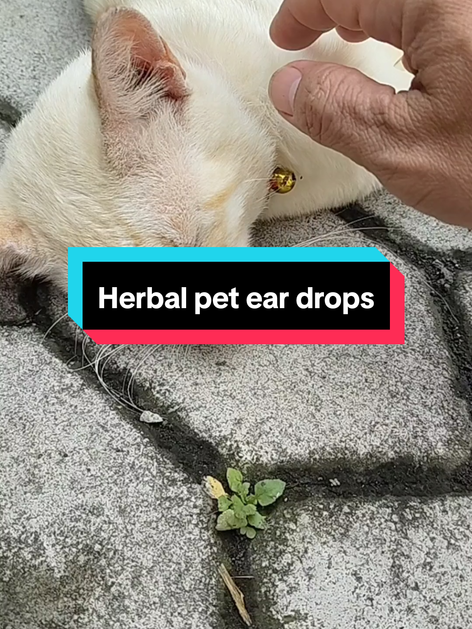 Kutu telinga kucing atasi aja dengan dounai herbal pet ear drops merupakan solusi tepat untuk mengatasi kutu telinga kucing, tidak menyebabkan infeksi dan lembut untuk saluran telinga kucing #kututelinga #kututelingakucing #obatkututelingakucing #dounai #herbalpeteardrops 