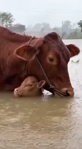 Hai mẹ con biết đi về dâu!