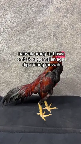 padahal ayem opo anane👋🏻#foryou #foryoupagee #ayam 