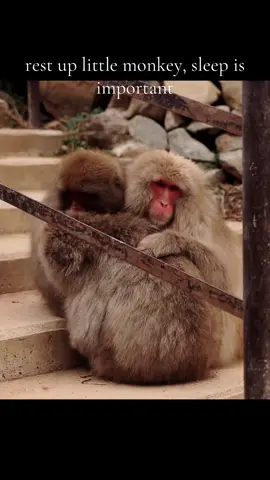 make sure to get 8 hours of sleep!  (content is not mine) #fyp #Love #monkey #sleep #ilovemonkey 