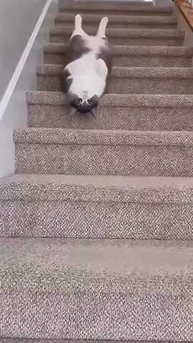 Landing dengan sempurna 😫🥱😴😴 #fyptiktokvideos #cutecat #cutecatsoftiktok #satuharisatukonten 