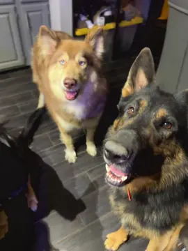 All the babies + Luna #fyp #germanshepherd #nativeamericanindiandogs #NAID #puppy 