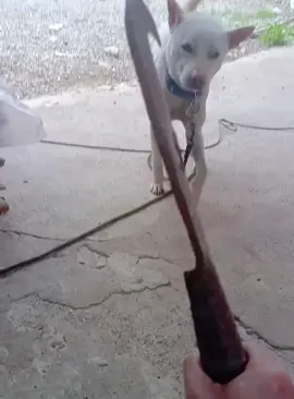 Your dog needs an Oscar #dog #funnydog #dogs #funnyvideos #fyp 