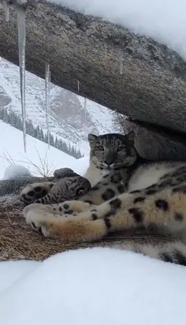 #snowleopard #fyp 