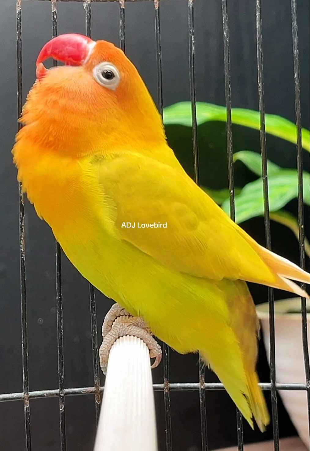 Burung Lovebird Ngekek Fighter #burung #lovebird #lovebirdfighter #bird #fyp 