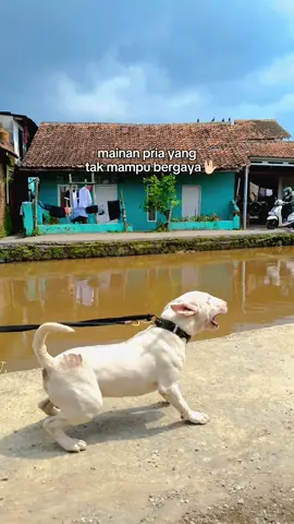sederhana saja paman🚀🤞 #bulterier #paud #bulltrill🐕 #fyppppppppppppppppppppppp #dog #ras 