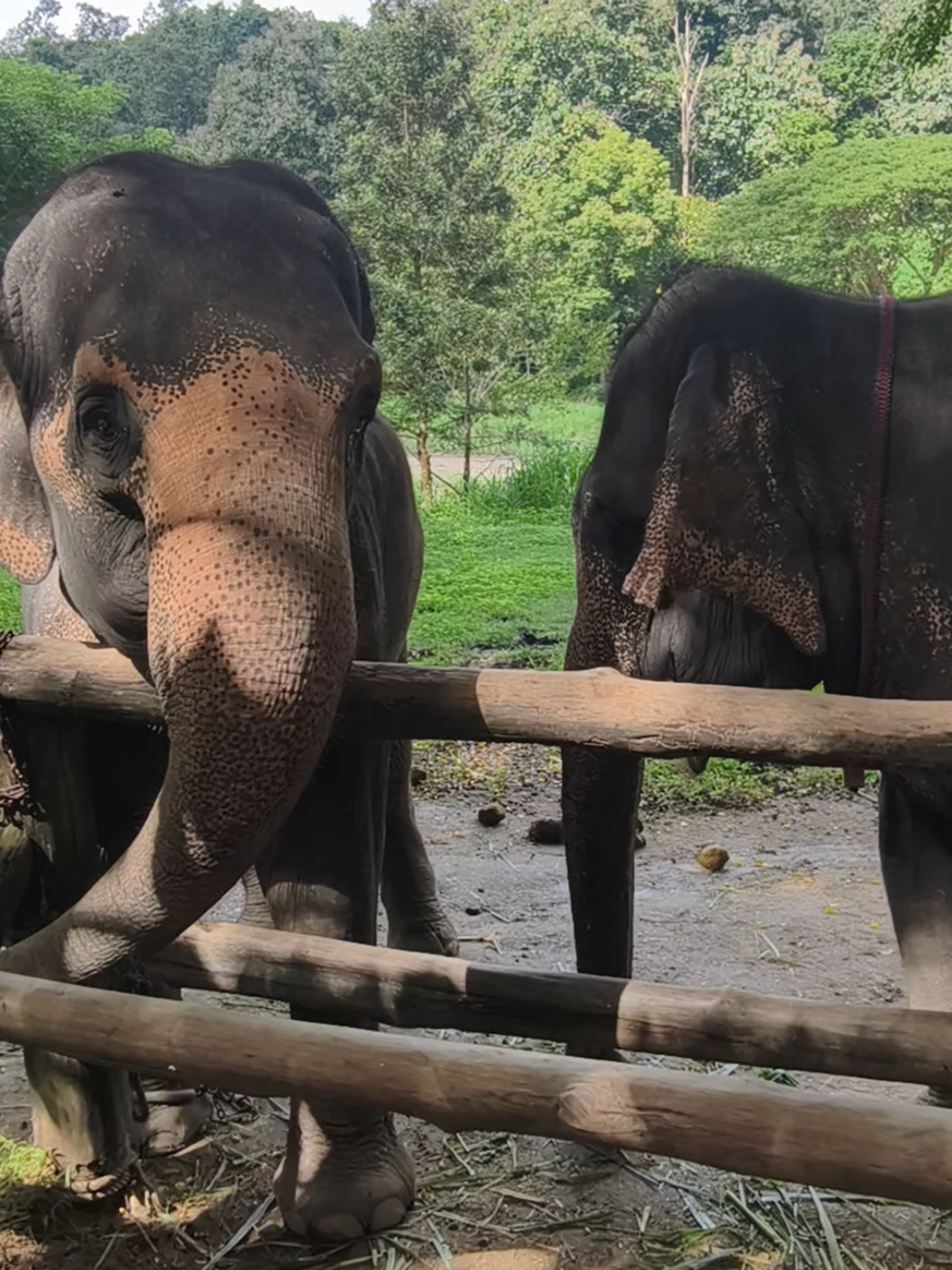 #ศูนย์อนุรักษ์ช้างไทยจังหวัดลําปาง #ฝากติดตามด้วย #ฝากติดตามด้วยนะ #แม่พังยุ้ย #แม่ดัมมี่ 