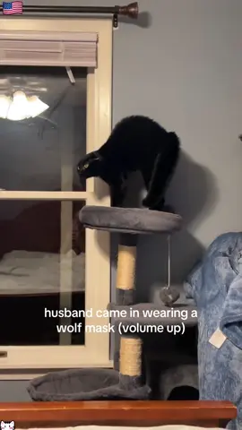 This is uncanny valley for cats 🤣🤣#cat #catsoftiktok #catlover #funnycat #funnyvideo #funnytiktok #fyp #foryou #tiktok