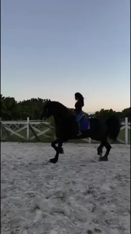 #caballosbailadores #frisones #fyp #parati 