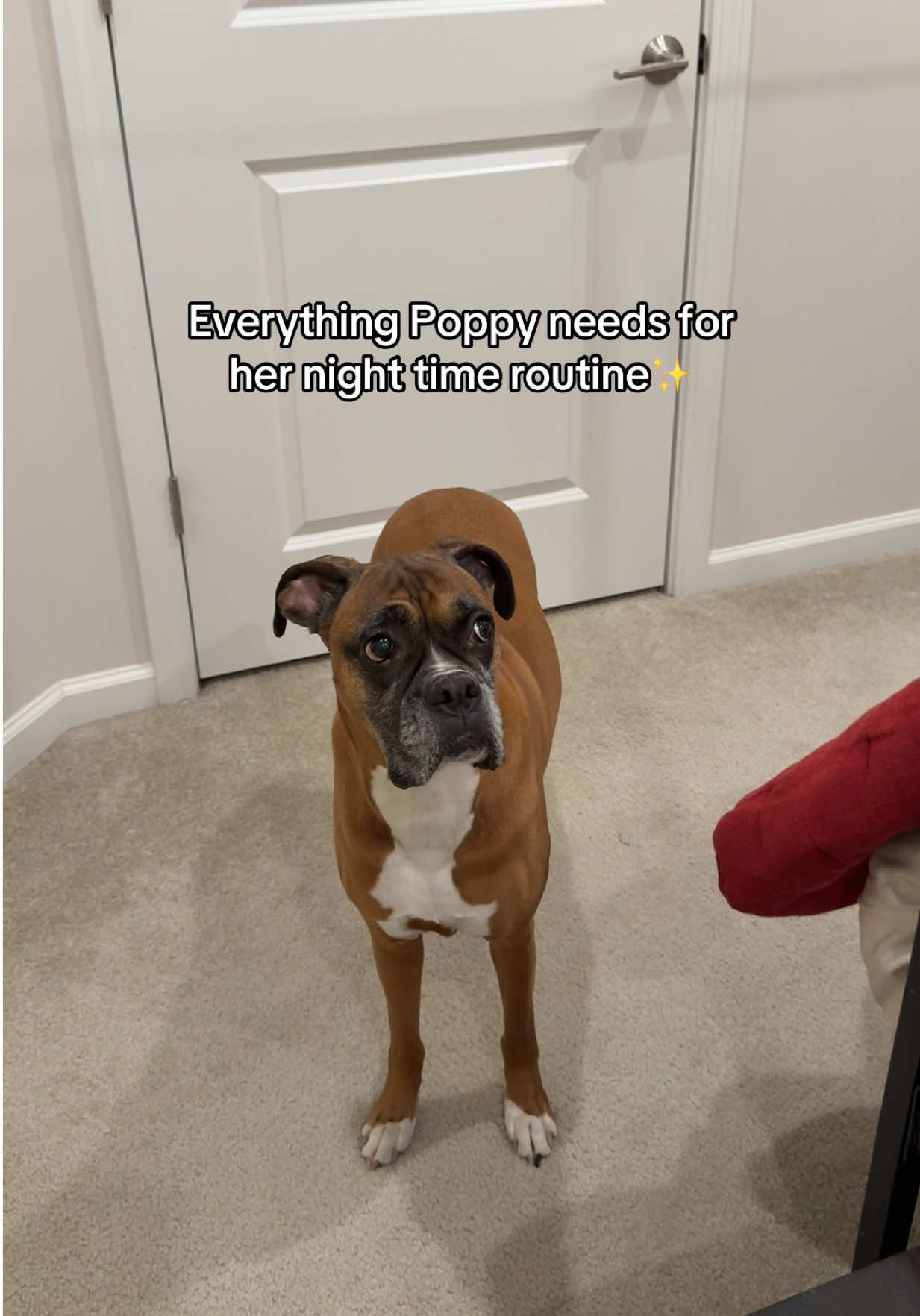 Like this post if Poppy has a better night time routine than you 🤣💤✨👑 #dogtok #boxerdog #fyp #foryou #doglover 