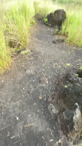 Track 10 menut, tiket 5 rb juga udah sebagus ini #tegalmalaka #pendakigunung #qokuet #pendakicantik #pendakiindonesia 