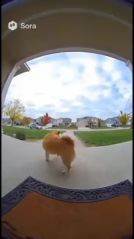 Funny videos#funny#foryou