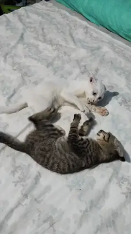 #บ้านฉันสนุกเว่อร์ #ที่สุดแห่งปี #วันวันพันกว่าเรื่อง #แมวเหมียว #แมวน่ารัก  🫰🫰🥳🥳😘😘🏠🏠🏠🏠