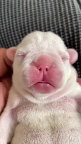 cute animals #fyp #foryoupage #foryou (13)