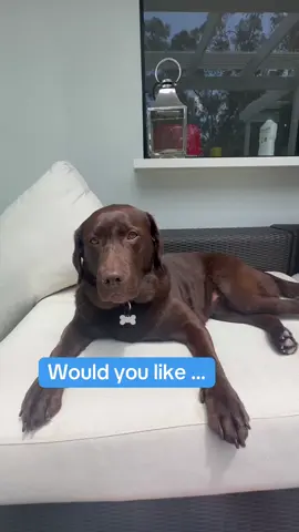 Do you think she wanted a lick mat?  She LOVES her daily lick mat time 😂🥹 #lickmat #chocolatelab #enrichment #funnyvideo #fyp 