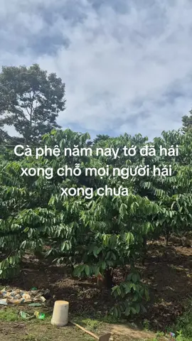 năm nay mưa bão quá vất vả cho bà con nông dân..thêm #xu_huong #caphe #mua (11/20025)