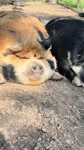 Two peas in a pod #foryoupage #animals #PetsOfTikTok #cutepets #pig 